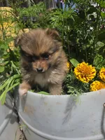 Marigold , a female Pomeranian for sale in Greentown, PA – 3 of 10