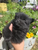 Tulip, a female Pomeranian for sale in Greentown, PA – 7 of 9