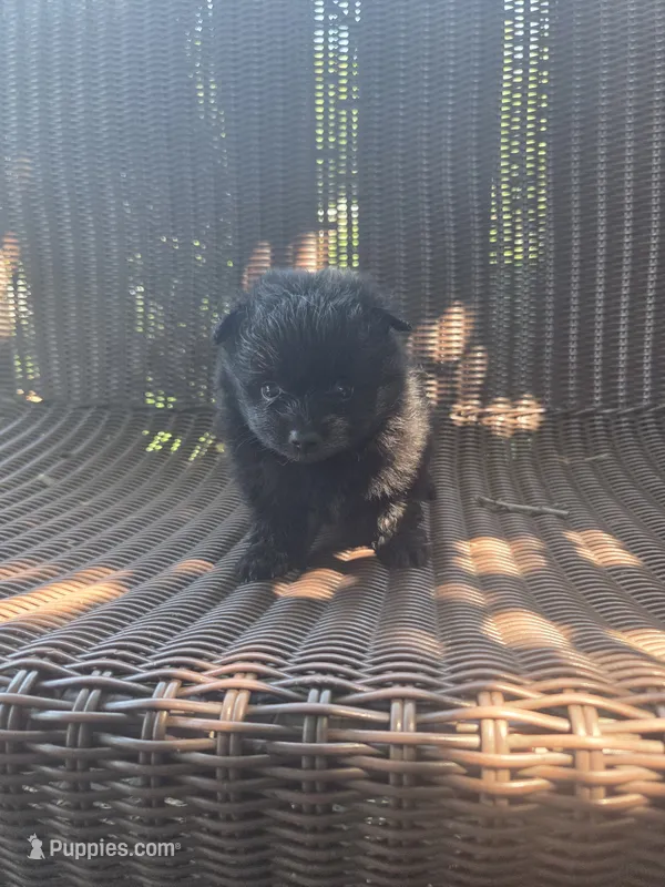 Squash – Pomeranian puppy for sale in Greentown, PA