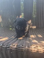 Squash, a male Pomeranian for sale in Greentown, PA – 1 of 8