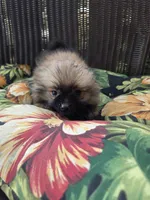 Tomato, a female Pomeranian for sale in Greentown, PA – 4 of 10