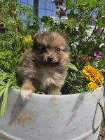 Marigold , a female Pomeranian for sale in Greentown, PA – 2 of 10
