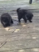 Eggplant , a female Pomeranian for sale in Greentown, PA – 7 of 9