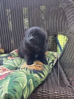 Squash, a male Pomeranian for sale in Greentown, PA – 4 of 8
