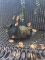 Tomato, a female Pomeranian for sale in Greentown, PA – 4 of 7