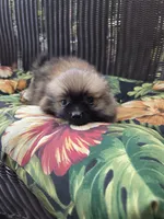 Tomato, a female Pomeranian for sale in Greentown, PA – 7 of 10
