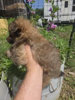 Marigold , a female Pomeranian for sale in Greentown, PA – 8 of 10