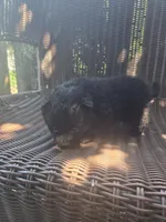 Squash, a male Pomeranian for sale in Greentown, PA – 5 of 8