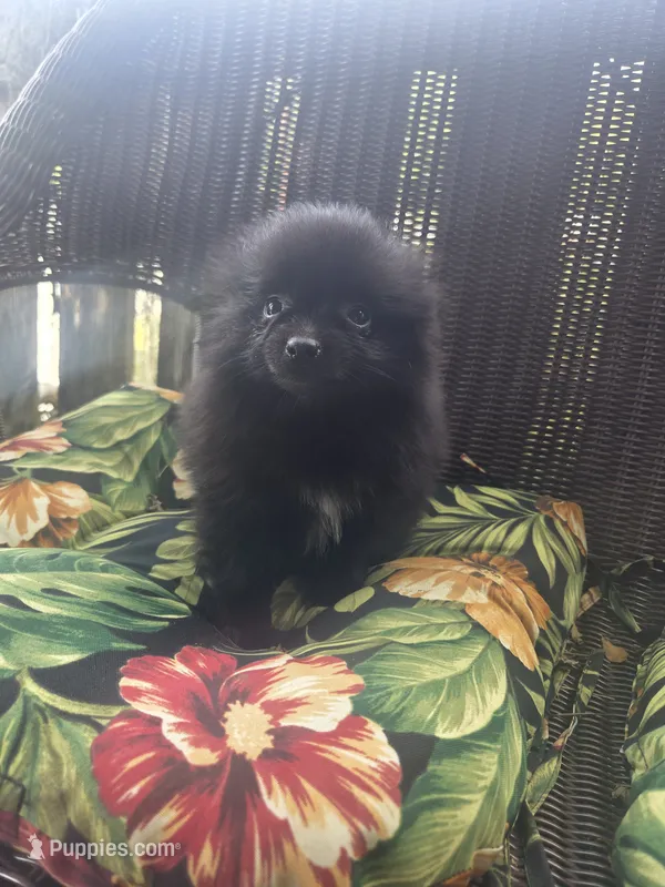 Eggplant  – Pomeranian puppy for sale in Greentown, PA