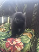 Eggplant , a female Pomeranian for sale in Greentown, PA – 1 of 9