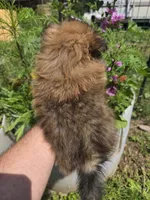 Marigold , a female Pomeranian for sale in Greentown, PA – 10 of 10