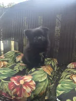 Eggplant , a female Pomeranian for sale in Greentown, PA – 9 of 9