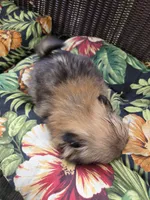 Tomato, a female Pomeranian for sale in Greentown, PA – 10 of 10