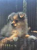 Marigold , a female Pomeranian for sale in Greentown, PA – 1 of 10