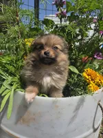 Marigold , a female Pomeranian for sale in Greentown, PA – 5 of 10
