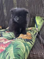 Squash, a male Pomeranian for sale in Greentown, PA – 6 of 8