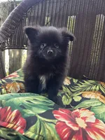 Eggplant , a female Pomeranian for sale in Greentown, PA – 4 of 9