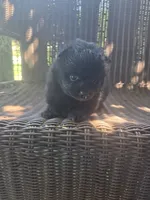 Squash, a male Pomeranian for sale in Greentown, PA – 4 of 8
