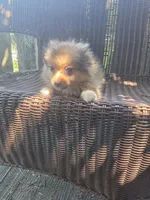 Marigold , a female Pomeranian for sale in Greentown, PA – 10 of 10