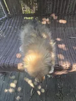 Marigold , a female Pomeranian for sale in Greentown, PA – 6 of 10