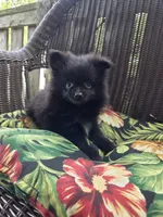 Eggplant , a female Pomeranian for sale in Greentown, PA – 6 of 9