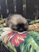 Tomato, a female Pomeranian for sale in Greentown, PA – 9 of 10