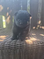 Squash, a male Pomeranian for sale in Greentown, PA – 2 of 8