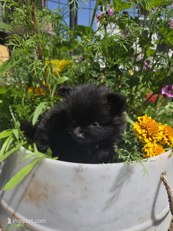 Tulip – Pomeranian puppy for sale in Greentown, PA