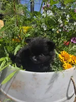 Tulip, a female Pomeranian for sale in Greentown, PA – 1 of 9