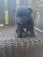 Eggplant , a female Pomeranian for sale in Greentown, PA – 3 of 7