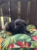 Eggplant , a female Pomeranian for sale in Greentown, PA – 3 of 9