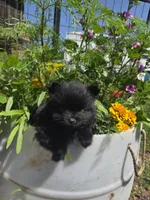 Tulip, a female Pomeranian for sale in Greentown, PA – 8 of 9