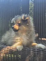 Marigold , a female Pomeranian for sale in Greentown, PA – 9 of 10