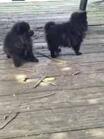 Squash, a male Pomeranian for sale in Greentown, PA – 2 of 8