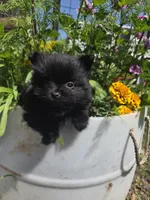 Tulip, a female Pomeranian for sale in Greentown, PA – 3 of 9