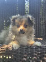 Marigold , a female Pomeranian for sale in Greentown, PA – 7 of 10