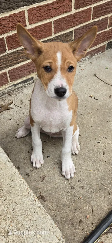 Charles – Basenji puppy for sale in Mc Kenzie, TN