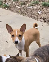 Margaret, a female Basenji for sale in Mc Kenzie, TN – Photo 3 of 3