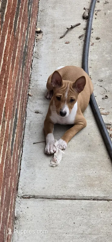 Margaret – Basenji puppy for sale in Mc Kenzie, TN