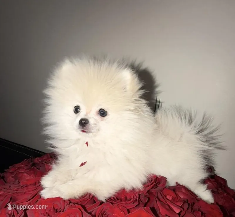 OG – Pomeranian puppy for sale in Burbank, CA