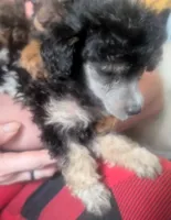 Black phantom AKC, a female Poodle - Toy  for sale in Lebanon, OR – 2 of 3