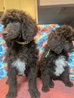 Abstract brown boy AKC, a male Poodle - Standard  for sale in Lebanon, OR – 3 of 4