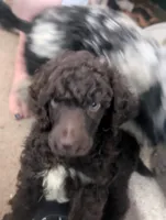 AKC BROWN (chocolate )BOY, a male Poodle - Multi-Colored Standard for sale in Lebanon, OR – 2 of 4