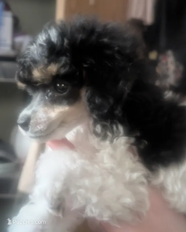 Tri color parti AKC – Poodle - Toy  puppy for sale in Lebanon, OR