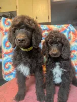 Abstract brown boy AKC, a male Poodle - Standard  for sale in Lebanon, OR – 4 of 4