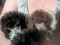 Solid brown boy AKC, a male Poodle - Toy  for sale in Lebanon, OR – 2 of 2