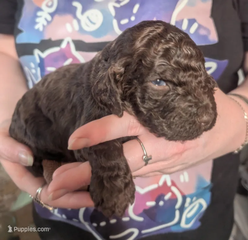 Solid brown boy AKC – Poodle - Standard  puppy for sale in Lebanon, OR