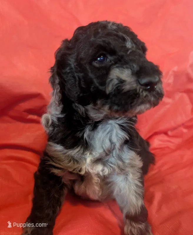 AKC MERLE GIRL – Poodle - Multi-Colored Standard puppy for sale in Lebanon, OR