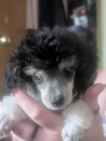 Tri color parti AKC, a female Poodle - Toy  for sale in Lebanon, OR – 2 of 2