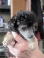 Black phantom AKC, a female Poodle - Toy  for sale in Lebanon, OR – 3 of 3